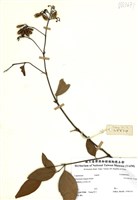 藏品(大茶藥)的圖片